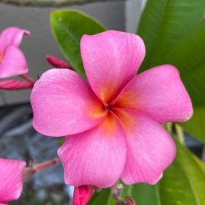 Meet your Posher, Posh